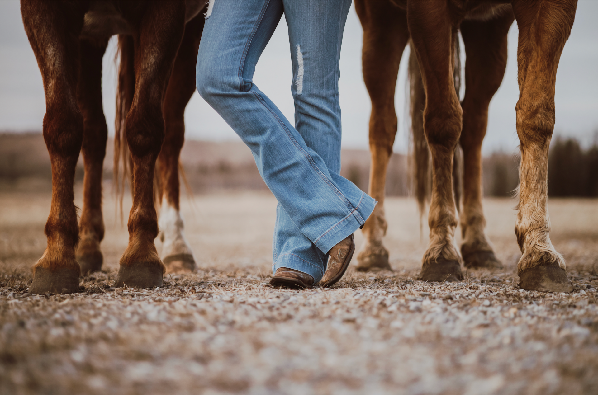 Horse Eyeglasses Holder - For Horse Lovers and a Western Lifestyle